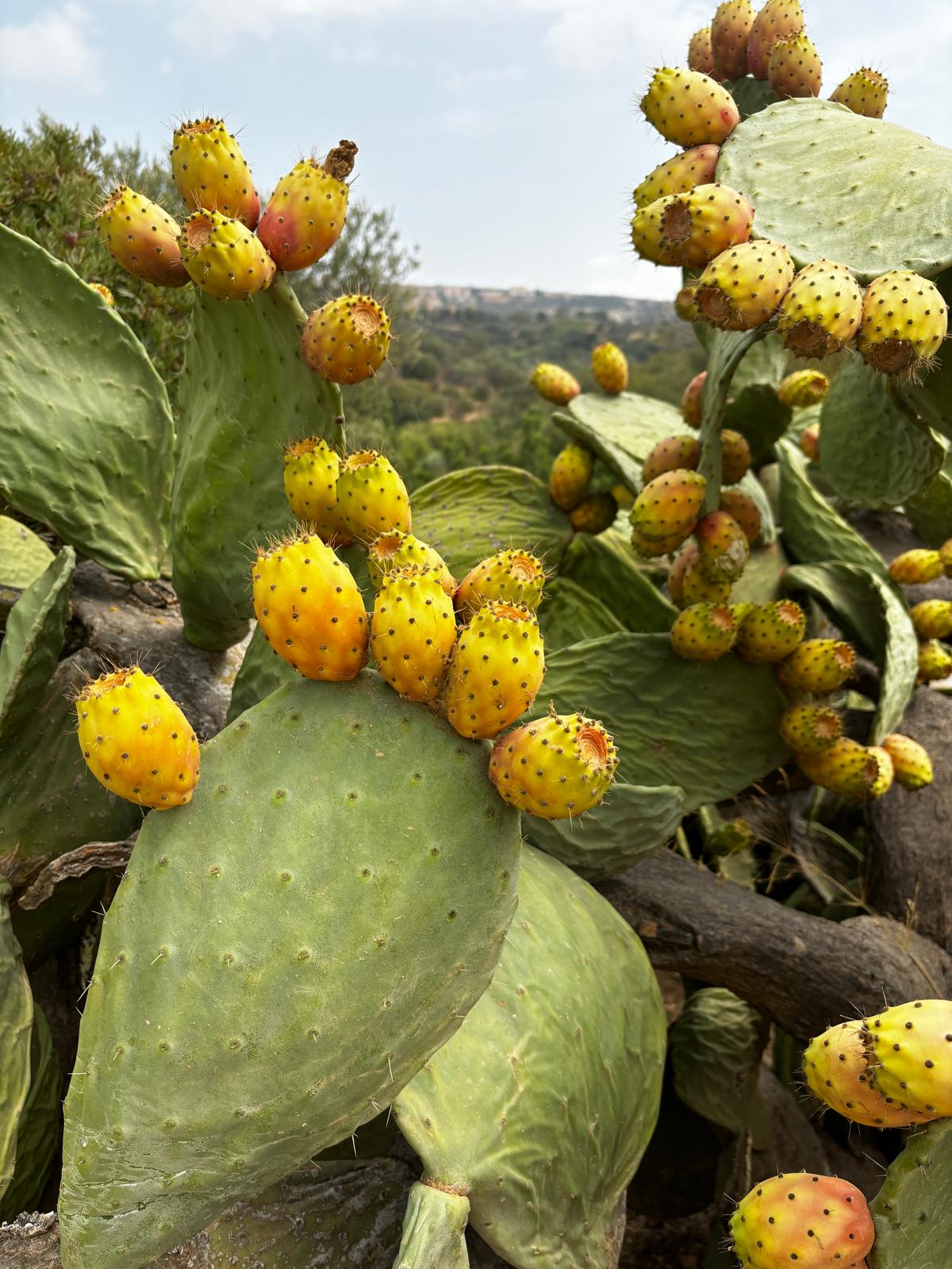 Fruit a Source of Vitamins